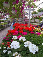 Hoop House in Spring Auction Photo