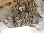 Chandelier Auction Photo