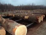 In-feed log deck, 4 strand, 138 chain, 60'l x 12'w Auction Photo