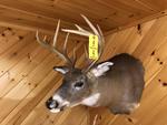 TIMED ONLINE AUCTION TAXIDERMY, FIREARMS, FURNITURE, SHOP EQUIPMENT   Auction Photo