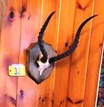 TIMED ONLINE AUCTION TAXIDERMY - ANTIQUES - COLLECTIBLES  Auction Photo