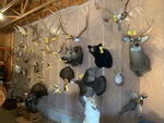 TIMED ONLINE AUCTION TAXIDERMY, FURNITURE, MUSICAL INSTRUMENTS Auction Photo