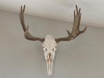 TIMED ONLINE AUCTION TAXIDERMY, FURNITURE, MUSICAL INSTRUMENTS Auction Photo