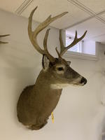 TIMED ONLINE AUCTION TAXIDERMY, FURNITURE, MUSICAL INSTRUMENTS Auction Photo