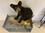 TIMED ONLINE AUCTION TAXIDERMY, FURNITURE, MUSICAL INSTRUMENTS Auction Photo