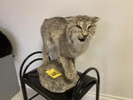 TIMED ONLINE AUCTION TAXIDERMY, FURNITURE, MUSICAL INSTRUMENTS Auction Photo