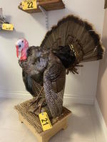 TIMED ONLINE AUCTION TAXIDERMY, FURNITURE, MUSICAL INSTRUMENTS Auction Photo