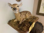 TIMED ONLINE AUCTION TAXIDERMY, FURNITURE, MUSICAL INSTRUMENTS Auction Photo