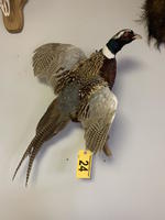 TIMED ONLINE AUCTION TAXIDERMY, FURNITURE, MUSICAL INSTRUMENTS Auction Photo