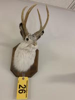 TIMED ONLINE AUCTION TAXIDERMY, FURNITURE, MUSICAL INSTRUMENTS Auction Photo