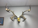 TIMED ONLINE AUCTION TAXIDERMY, FURNITURE, MUSICAL INSTRUMENTS Auction Photo