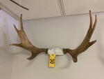 TIMED ONLINE AUCTION TAXIDERMY, FURNITURE, MUSICAL INSTRUMENTS Auction Photo