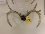 TIMED ONLINE AUCTION TAXIDERMY, FURNITURE, MUSICAL INSTRUMENTS Auction Photo