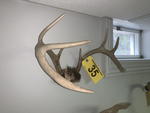 TIMED ONLINE AUCTION TAXIDERMY, FURNITURE, MUSICAL INSTRUMENTS Auction Photo