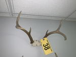 TIMED ONLINE AUCTION TAXIDERMY, FURNITURE, MUSICAL INSTRUMENTS Auction Photo