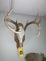 TIMED ONLINE AUCTION TAXIDERMY, FURNITURE, MUSICAL INSTRUMENTS Auction Photo