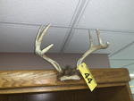 TIMED ONLINE AUCTION TAXIDERMY, FURNITURE, MUSICAL INSTRUMENTS Auction Photo