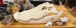 ALLIGATOR SKULL Auction Photo