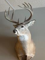 11 POINT WHITE TAIL DEER