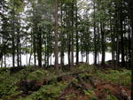 Custom Waterfront Home  McWain Pond  - SOLD $550,000 Auction Photo