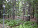 63&plusmn; Acre Parcel  Water Frontage  Auction Photo