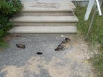  2-Family Colonial Home Auction Photo