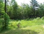 3BR Ranch Home  10+/- Acres Auction Photo