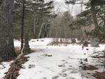 7.1+/- Acre Oceanfront Parcel, Mt. Desert Narrows - Taunton Bay Auction Photo