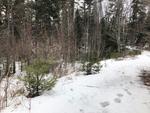 7.1+/- Acre Oceanfront Parcel, Mt. Desert Narrows - Taunton Bay Auction Photo