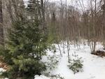 7.1+/- Acre Oceanfront Parcel, Mt. Desert Narrows - Taunton Bay Auction Photo