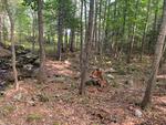 15+/- Acres Development/Private Family Estate Land Auction Photo