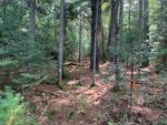 15+/- Acres Development/Private Family Estate Land Auction Photo