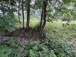 3BR Cape Home – 1.72+/- Acres Auction Photo