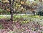4BR Raised Ranch Home - .71+/- Acres Auction Photo