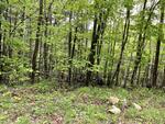 Spring Water Source - 357+/- Acres RE: Moon Tide Springs, Inc. Auction Photo