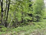 Spring Water Source - 357+/- Acres RE: Moon Tide Springs, Inc. Auction Photo