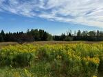 Ranch Home - 69+/- Acres - Views - Prestile Stream Frontage Auction Photo
