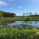 46.25+/- Acre Luxury Camping Resort RE: Sandy Pines Campground Auction Photo